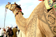 Nghệ thuật tạo mẫu trên lưng lạc đà